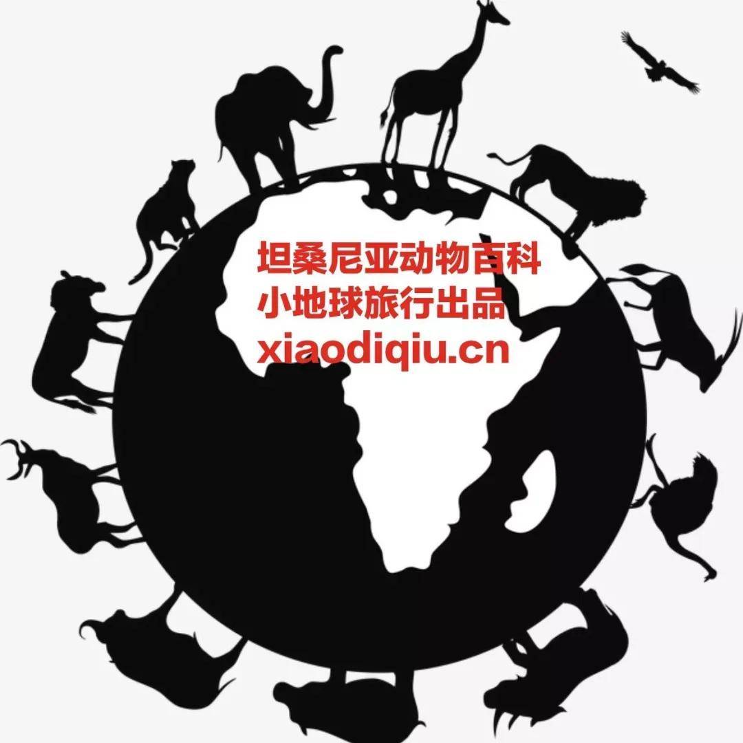 皇冠信用盘登123出租_看这一篇就够了！史上最好最详细深度的坦桑尼亚旅行攻略皇冠信用盘登123出租，没有之一