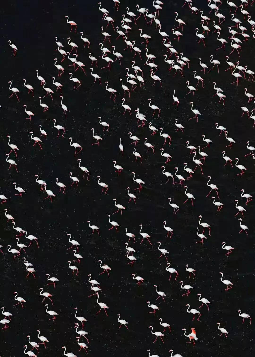 皇冠信用盘登123出租_看这一篇就够了！史上最好最详细深度的坦桑尼亚旅行攻略皇冠信用盘登123出租，没有之一