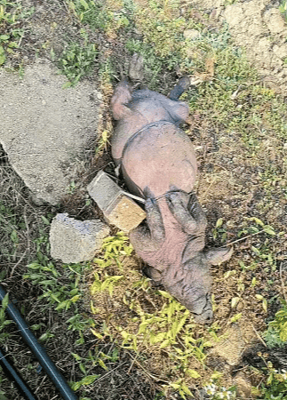 hga030.com Mobile Login_村庄水井内发现被绑石头死猪hga030.com Mobile Login，“一半村民饮用水源”，广西荔浦警方介入