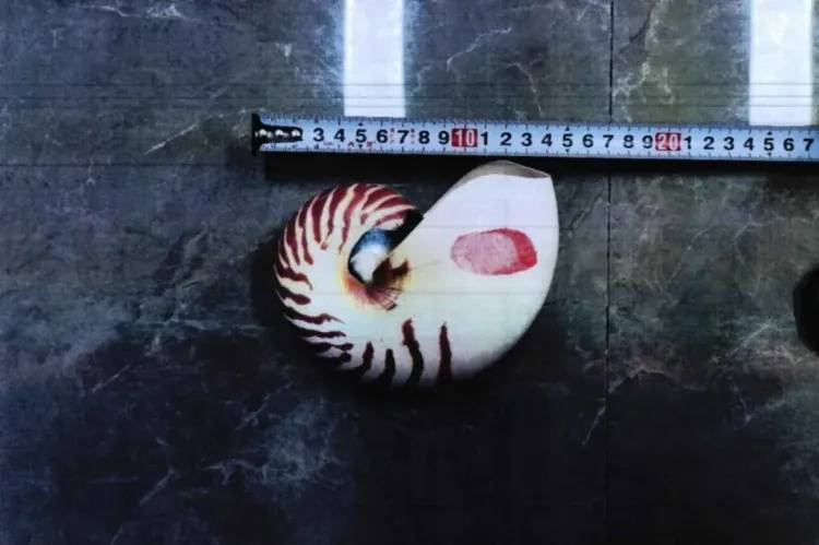 皇冠信用網登2代理_女子网购“漂亮东西”皇冠信用網登2代理，警察找上门！别侥幸，犯法！