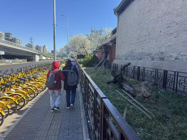 皇冠信用網结算日_大风吹倒雍和宫外白碧桃皇冠信用網结算日，园林部门称将移植到苗圃救治