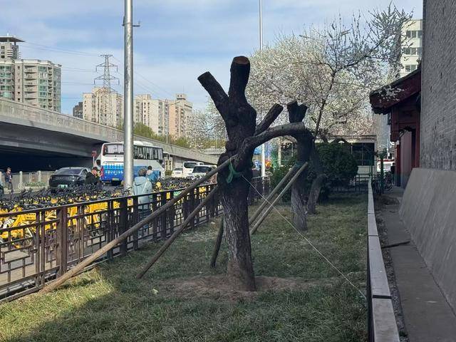 皇冠信用網结算日_大风吹倒雍和宫外白碧桃皇冠信用網结算日，园林部门称将移植到苗圃救治