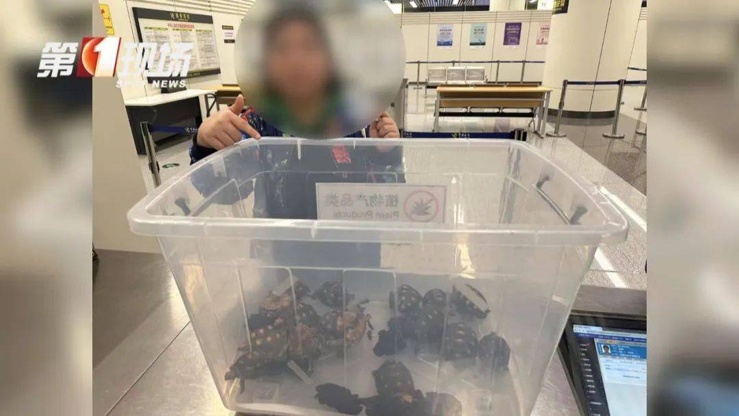 皇冠信用網哪里申请_女子腰腹部异常鼓起皇冠信用網哪里申请！一查发现28只活的…