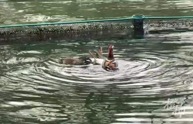 皇冠信用網登3代理申请_西湖里的鸳鸯被弹弓打死？ 景区介入调查皇冠信用網登3代理申请，已初步锁定伤害小鸳鸯的人