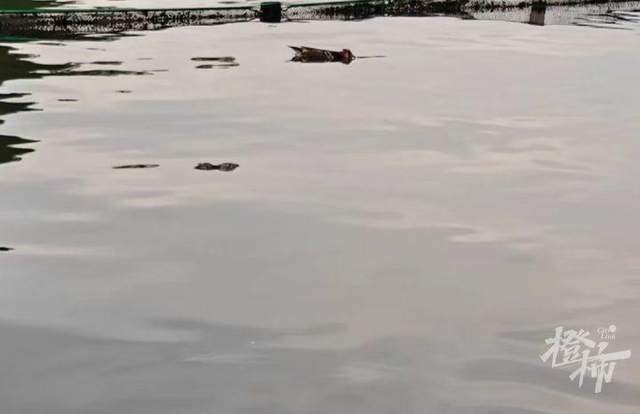 皇冠信用網登3代理申请_西湖里的鸳鸯被弹弓打死？ 景区介入调查皇冠信用網登3代理申请，已初步锁定伤害小鸳鸯的人