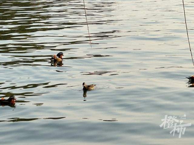 皇冠信用網登3代理申请_西湖里的鸳鸯被弹弓打死？ 景区介入调查皇冠信用網登3代理申请，已初步锁定伤害小鸳鸯的人