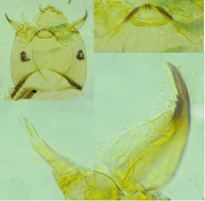 皇冠信用网平台开户_上海发现神秘生物皇冠信用网平台开户！中国从未记录！会咬人吗？官方回应！