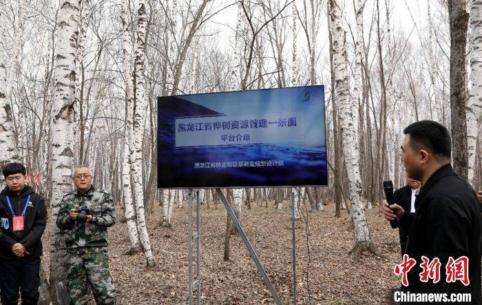 皇冠信用盘代理申请_黑龙江：今年预计采集20万吨桦树汁 带动林区增收超4亿元