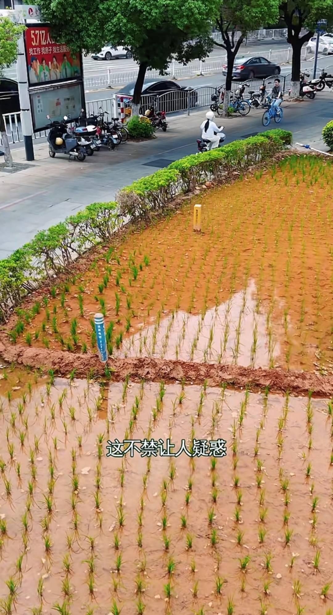 皇冠信用登2代理网址_谁种的？东莞闹市区绿化带惊现水稻皇冠信用登2代理网址，网友化身福尔摩斯来探案，家居广场：商户提的建议