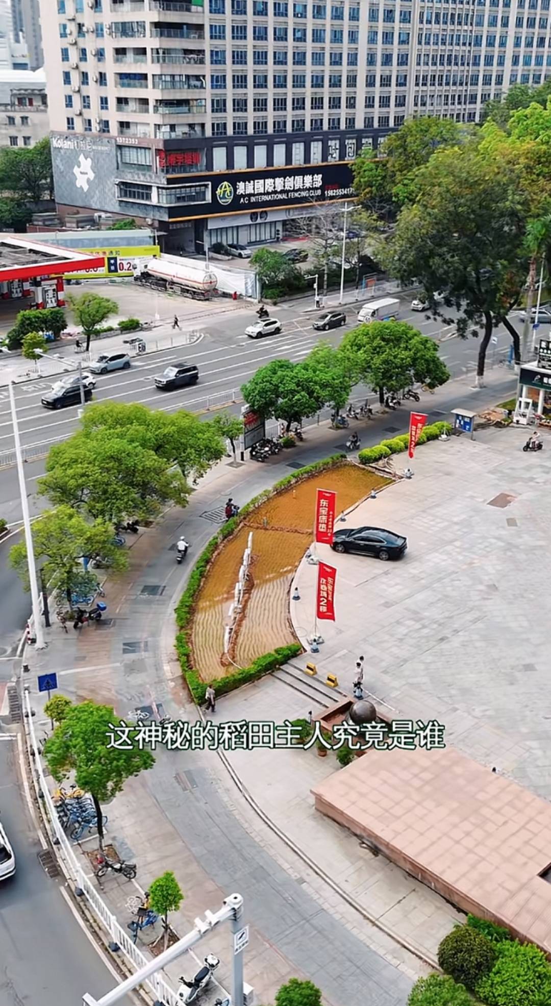 皇冠信用登2代理网址_谁种的？东莞闹市区绿化带惊现水稻皇冠信用登2代理网址，网友化身福尔摩斯来探案，家居广场：商户提的建议