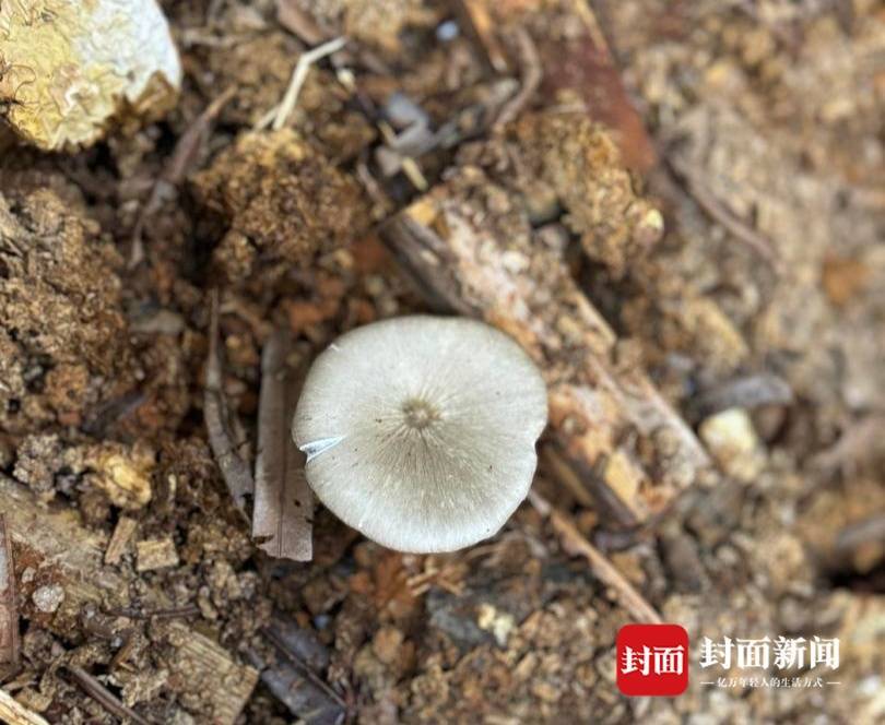 信用盘如何申请_价格腰斩信用盘如何申请！四川人即将实现鸡枞菌自由