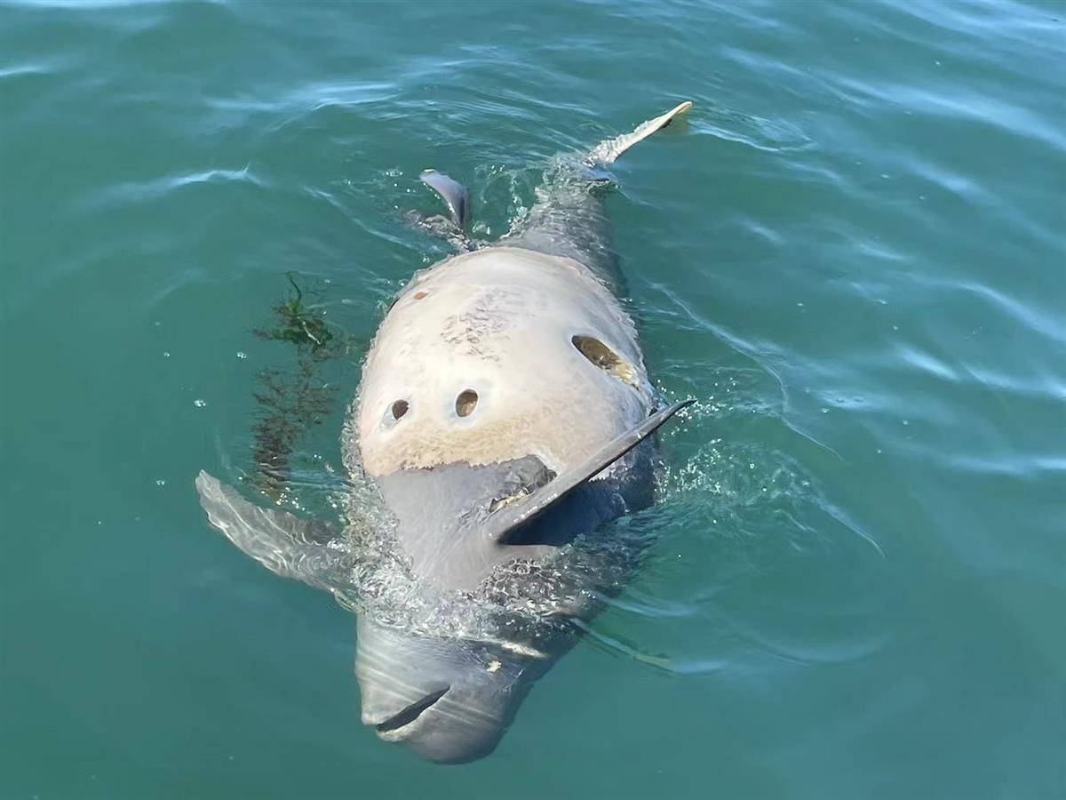 皇冠信用盘代理占成_大连海域发现带圆孔的江豚尸体皇冠信用盘代理占成，疑是鱼枪所致，专家：系国家二级保护动物，死因尚不好判断