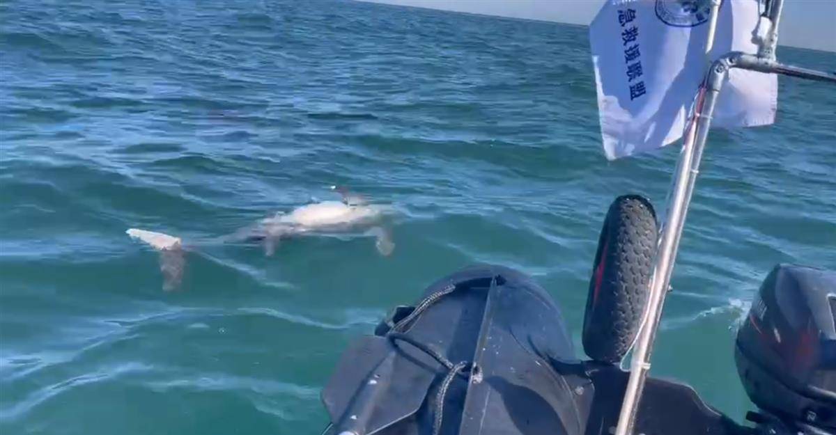 皇冠信用盘代理占成_大连海域发现带圆孔的江豚尸体皇冠信用盘代理占成，疑是鱼枪所致，专家：系国家二级保护动物，死因尚不好判断