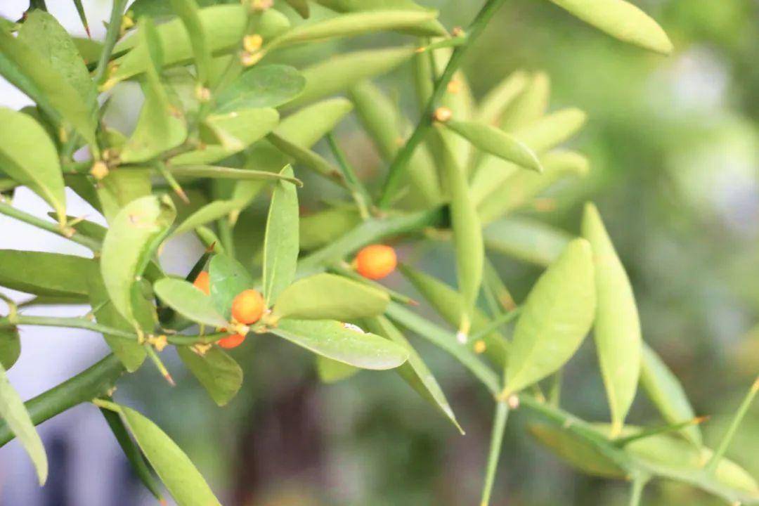 皇冠信用哪里申请_男子花2850元在网上购买数十株野生金豆皇冠信用哪里申请，因危害国家重点保护植物罪获刑