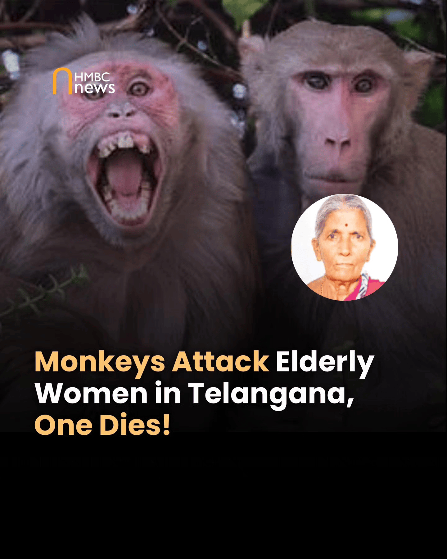 信用网怎么开户_印度女子煮水洗澡遭猴群袭击信用网怎么开户，惊吓中热水泼到自己身上，烫伤身亡