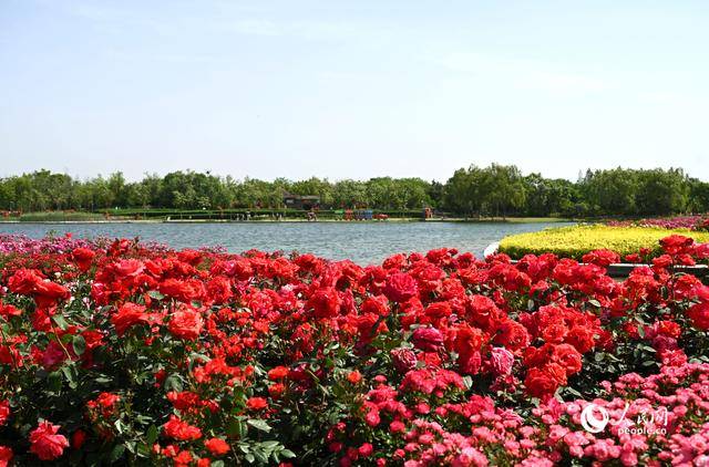 皇冠登1登2登3代理_河南南阳：月季满城绽放“花样经济”