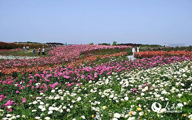 皇冠登1登2登3代理_河南南阳：月季满城绽放“花样经济”