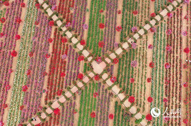 皇冠登1登2登3代理_河南南阳：月季满城绽放“花样经济”