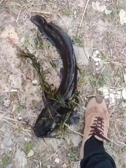 皇冠信用网代理注册_大连西山水库出现成群黑色大鱼皇冠信用网代理注册，最长近一米！疑有人放生外来物种