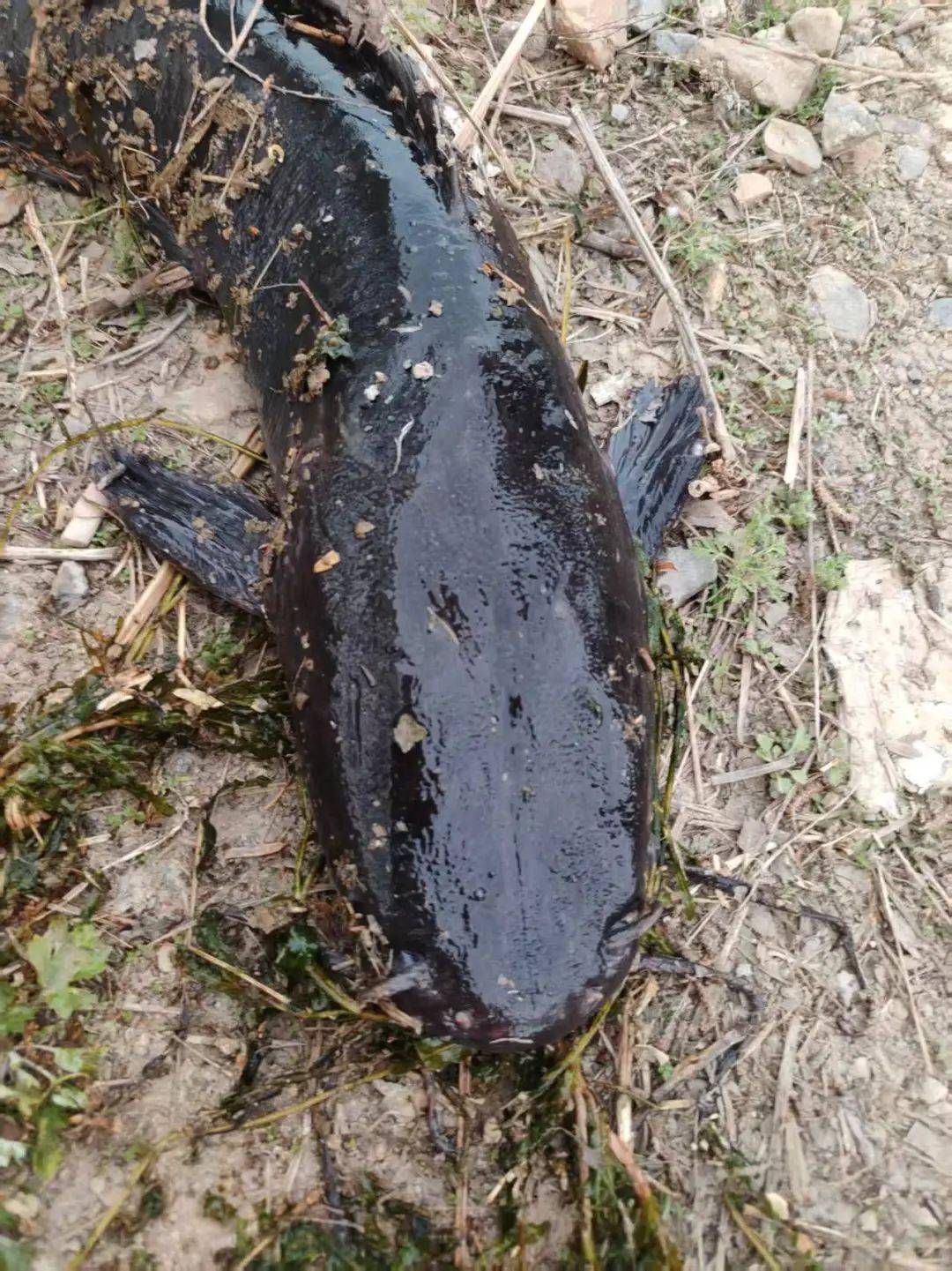 皇冠信用网代理注册_大连西山水库出现成群黑色大鱼皇冠信用网代理注册，最长近一米！疑有人放生外来物种