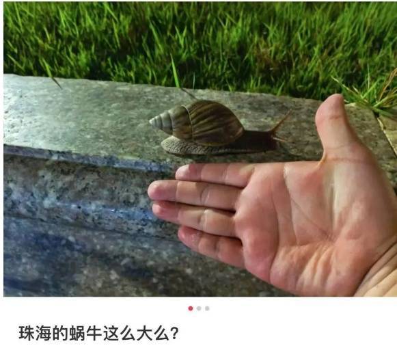 皇冠信用網登3代理_雨后大量出现皇冠信用網登3代理，广州街坊：一墙都是看得头皮发麻……提醒：不要碰也不要吃！