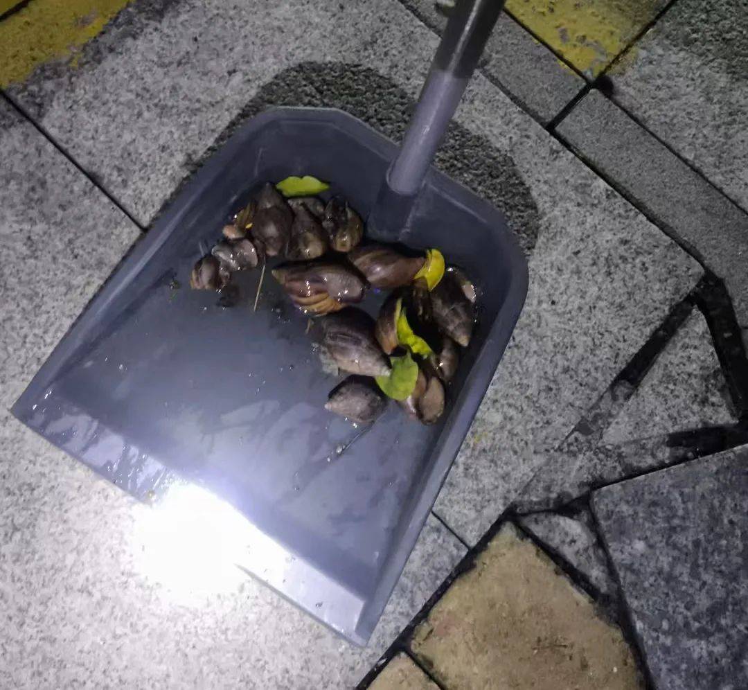 皇冠信用網登3代理_雨后大量出现皇冠信用網登3代理，广州街坊：一墙都是看得头皮发麻……提醒：不要碰也不要吃！