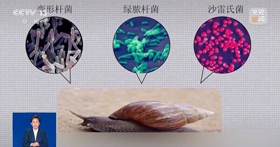 皇冠信用網登3代理_雨后大量出现皇冠信用網登3代理，广州街坊：一墙都是看得头皮发麻……提醒：不要碰也不要吃！