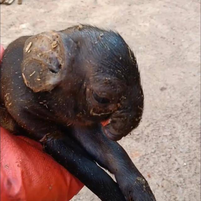 怎么申请皇冠信用網_猪生象？云南一母猪诞下两只猪仔形似大象怎么申请皇冠信用網，专家回应