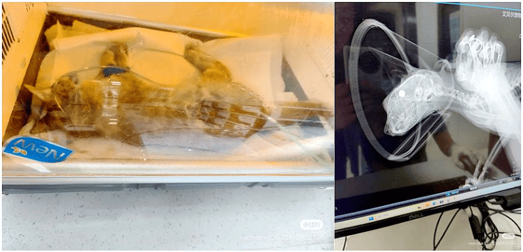 信用网如何申请_南京大学校庆日“校猫”被钢珠打碎头骨？校保卫处：看了一夜监控信用网如何申请，暂未锁定嫌疑人