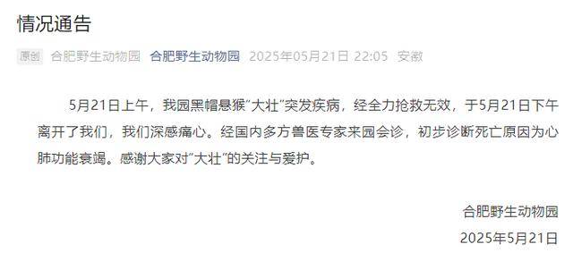 皇冠登3管理出租_网红猴“大壮”突然离世皇冠登3管理出租！曾因方脸“丑”出圈