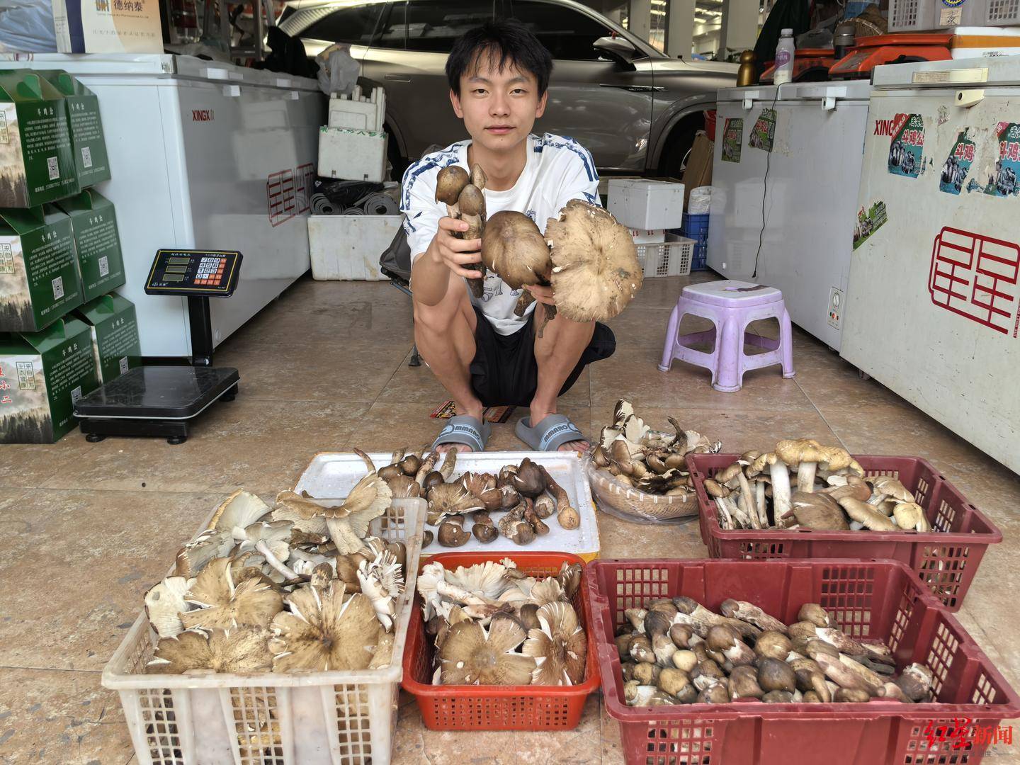 皇冠信用网代理注册_“天价”鸡枞调查：最贵卖到1800元/公斤！雨水少致产量低皇冠信用网代理注册，多地价高客少