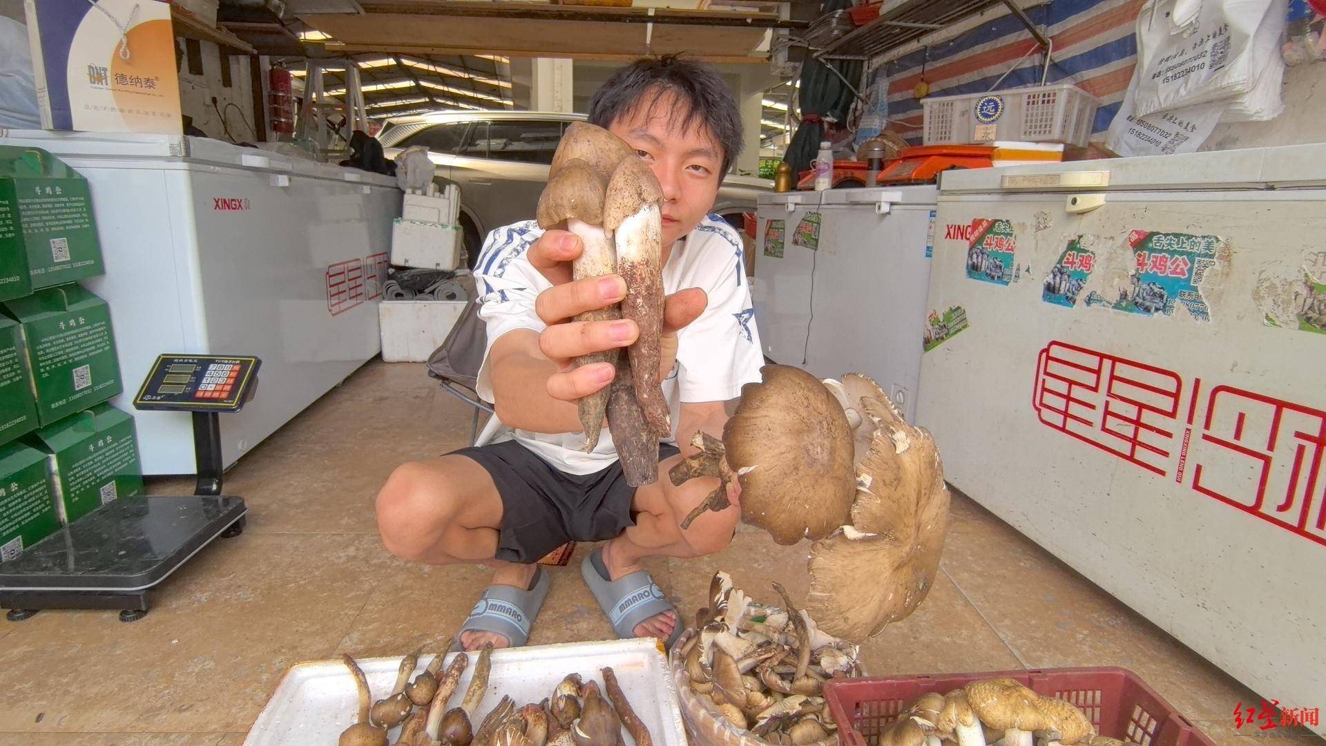 皇冠信用网代理注册_“天价”鸡枞调查：最贵卖到1800元/公斤！雨水少致产量低皇冠信用网代理注册，多地价高客少