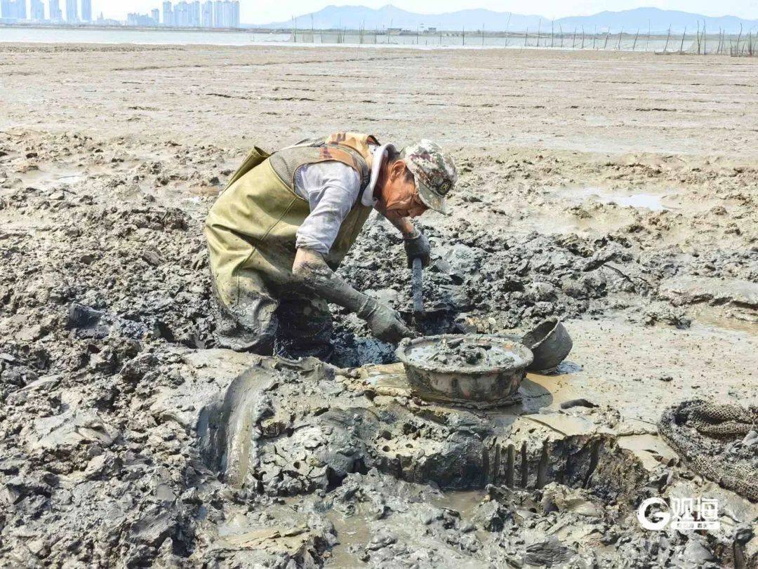 皇冠信用网代理_正是肥的时候！每天上万斤在青岛这里上岸皇冠信用网代理，很多人爱吃......