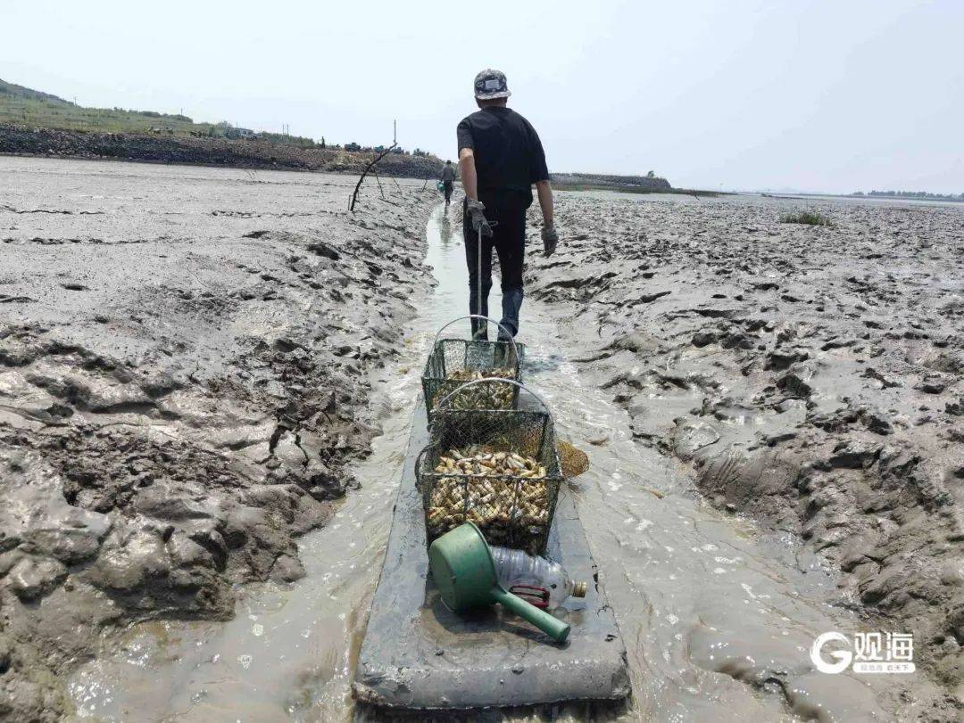 皇冠信用网代理_正是肥的时候！每天上万斤在青岛这里上岸皇冠信用网代理，很多人爱吃......