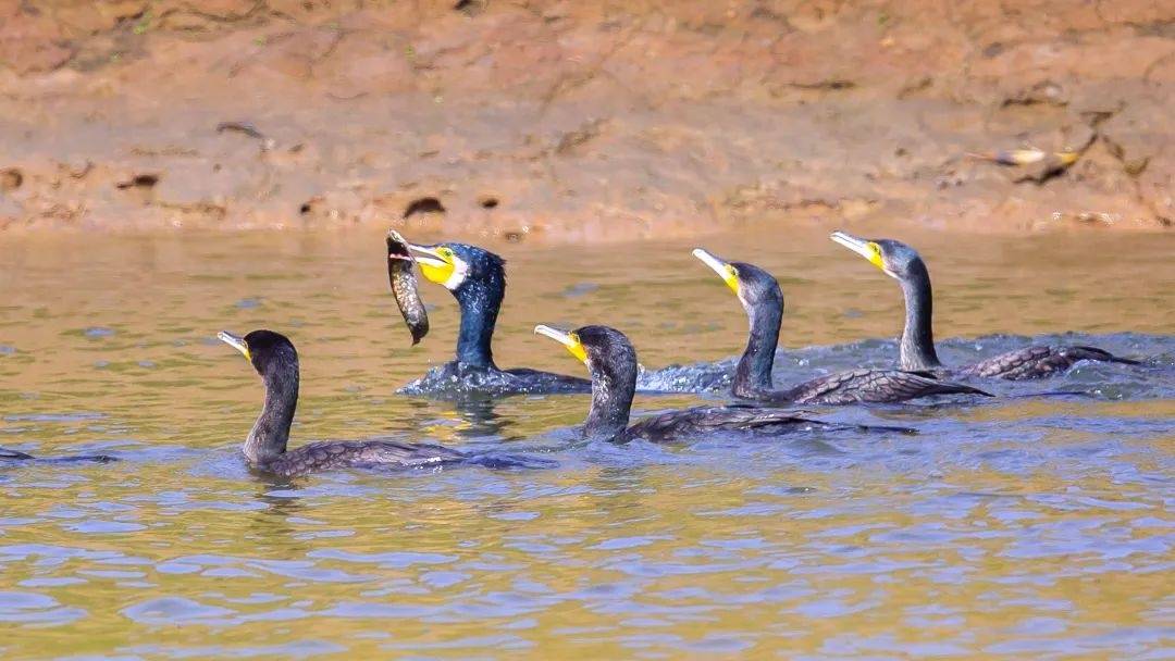 拜仁慕尼黑v小保加_市民欲买10只鸬鹚在长江捕鱼致富拜仁慕尼黑v小保加，水务局：它是禁用渔具，在禁渔区使用最高可判三年