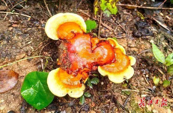 皇冠信用网会员注册网址_湖北武汉周边山地长出大量灵芝皇冠信用网会员注册网址，官方提醒请勿随意入口