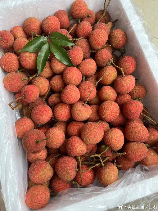 欧洲U21青年锦标赛_2025年荔枝产量激增价格普降欧洲U21青年锦标赛，局部产区跌破成本线果农忧