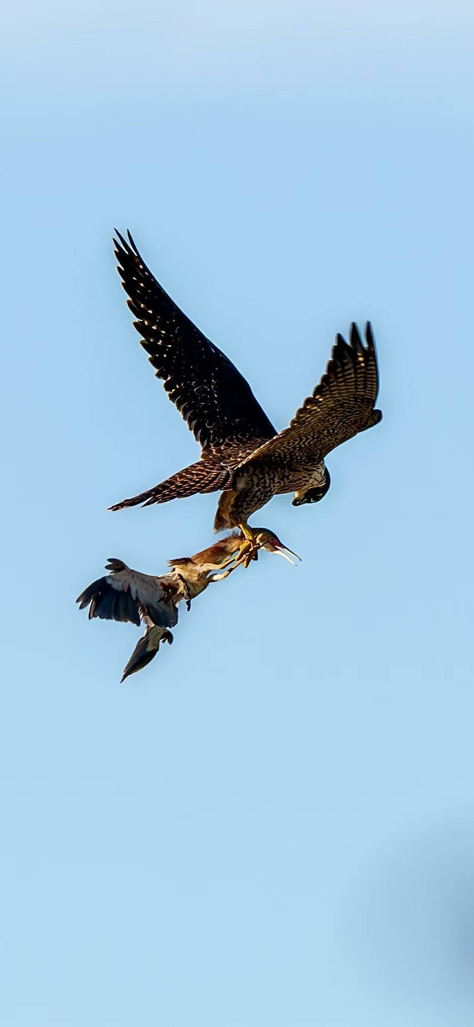 美国MLS NEXT职业联赛_杭州天空上演“猛禽猎食”大戏美国MLS NEXT职业联赛，市民好奇：这鸟会攻击我吗？