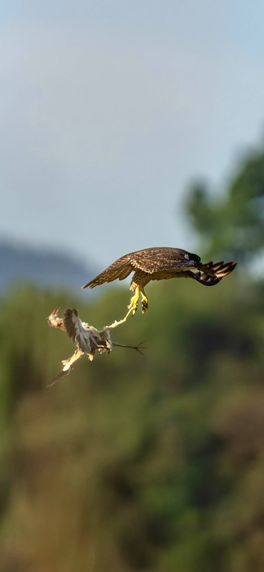 美国MLS NEXT职业联赛_杭州天空上演“猛禽猎食”大戏美国MLS NEXT职业联赛，市民好奇：这鸟会攻击我吗？