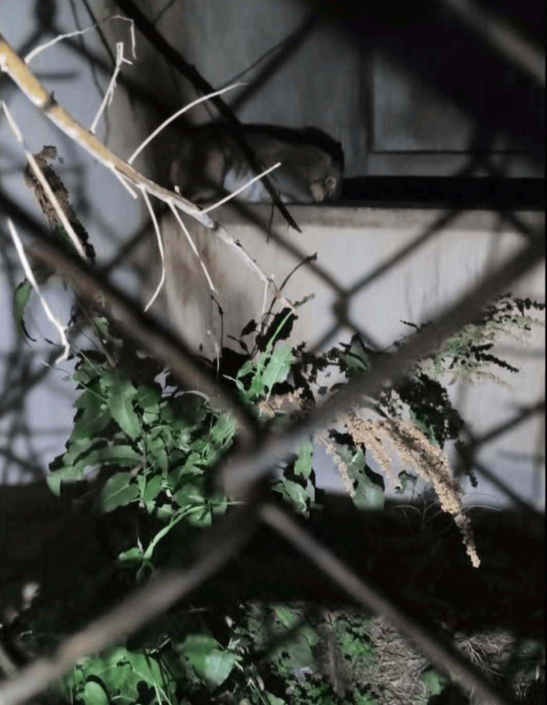 阿根廷全国联赛_“废弃动物园”的一只猴子与两只豪猪阿根廷全国联赛，被改变的命运背后｜红星特稿