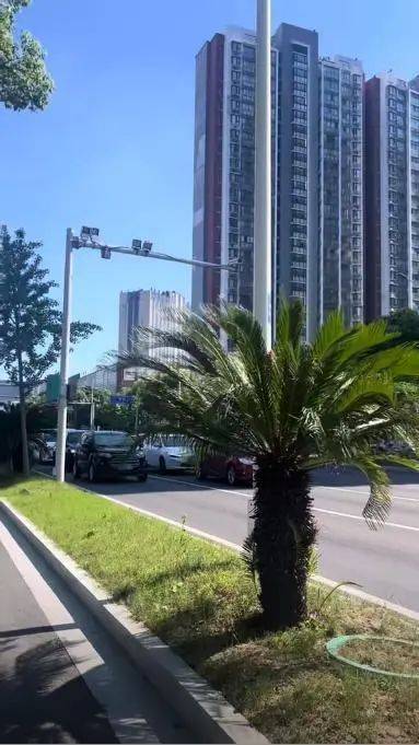 马利舍瓦VS维京古尔_车辆“避晒式”等红灯引争议马利舍瓦VS维京古尔，交警回应：违法，已有城市对此类行为罚款处罚