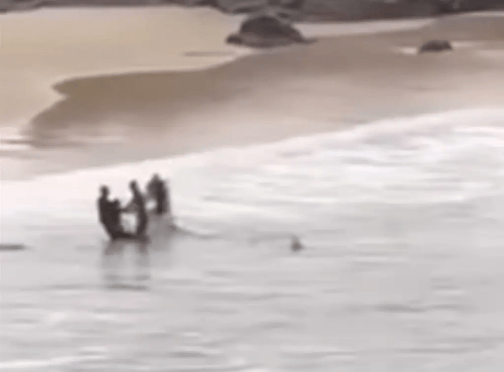 乌迪内斯VS维罗纳_鲨鱼咬伤一名16岁男孩后追赶他上岸乌迪内斯VS维罗纳，旁边有人帮忙挥拳打鲨鱼