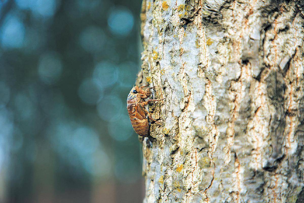 福图纳锡塔德VS前进之鹰_夏夜在公园里抓“季鸟猴”福图纳锡塔德VS前进之鹰，违规吗？