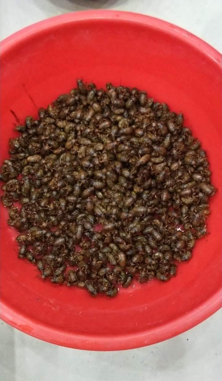 福图纳锡塔德VS前进之鹰_夏夜在公园里抓“季鸟猴”福图纳锡塔德VS前进之鹰，违规吗？