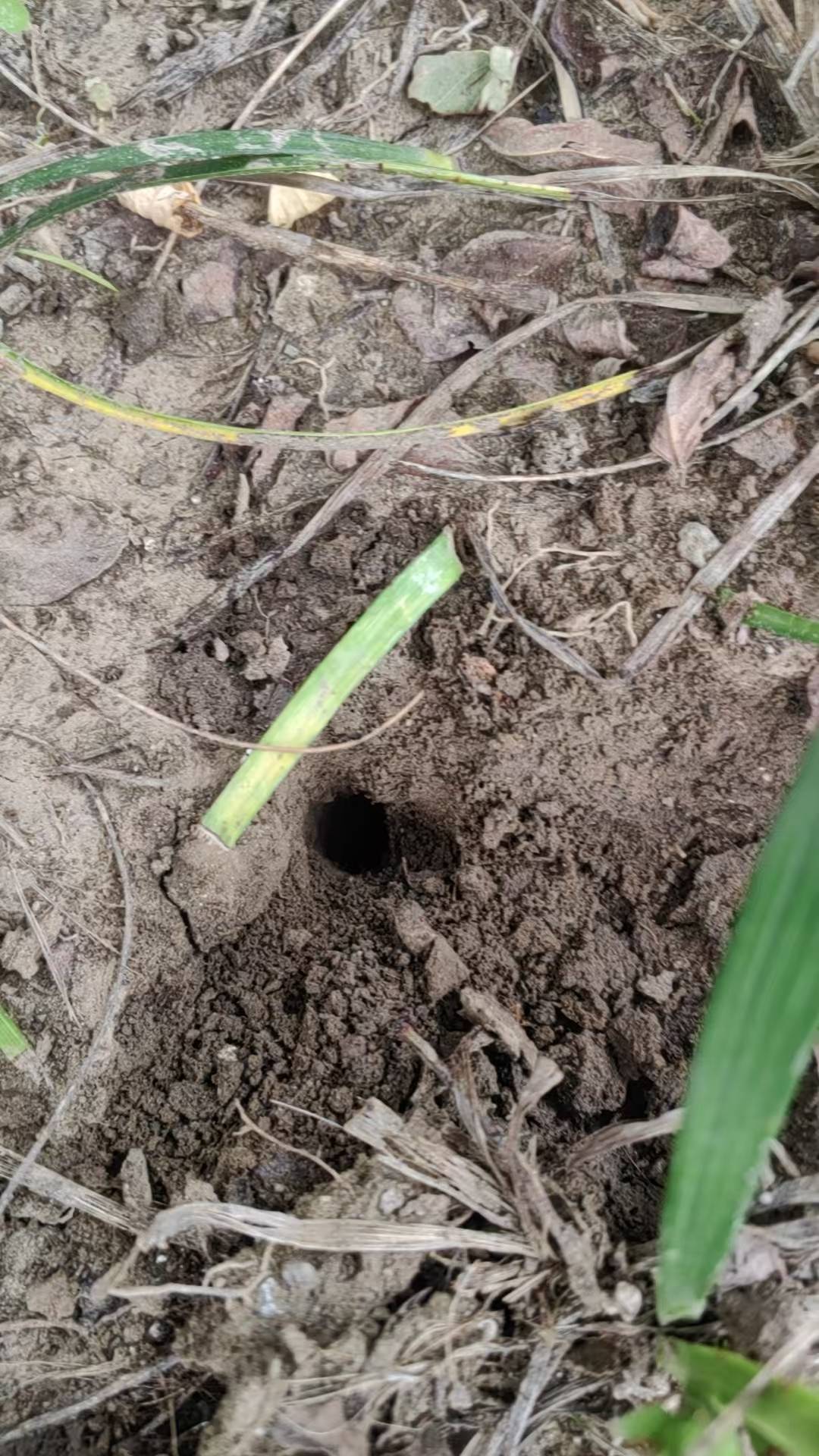 福图纳锡塔德VS前进之鹰_夏夜在公园里抓“季鸟猴”福图纳锡塔德VS前进之鹰，违规吗？