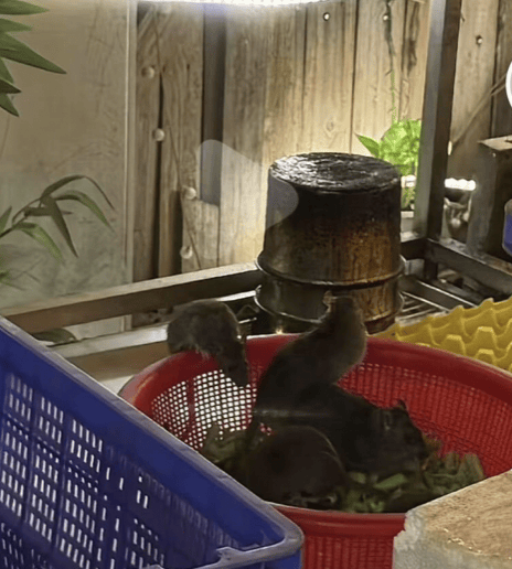 皇冠信用网代理注册_广西贵港一螺蛳粉店4只老鼠坐菜篮里吃菜皇冠信用网代理注册，门店称是不要的食材，当地市监：正在处理