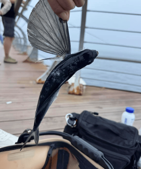 皇冠信用網如何申请_大连东港海边皇冠信用網如何申请，有市民钓上一条“怪鱼”，围观群众惊呆了……