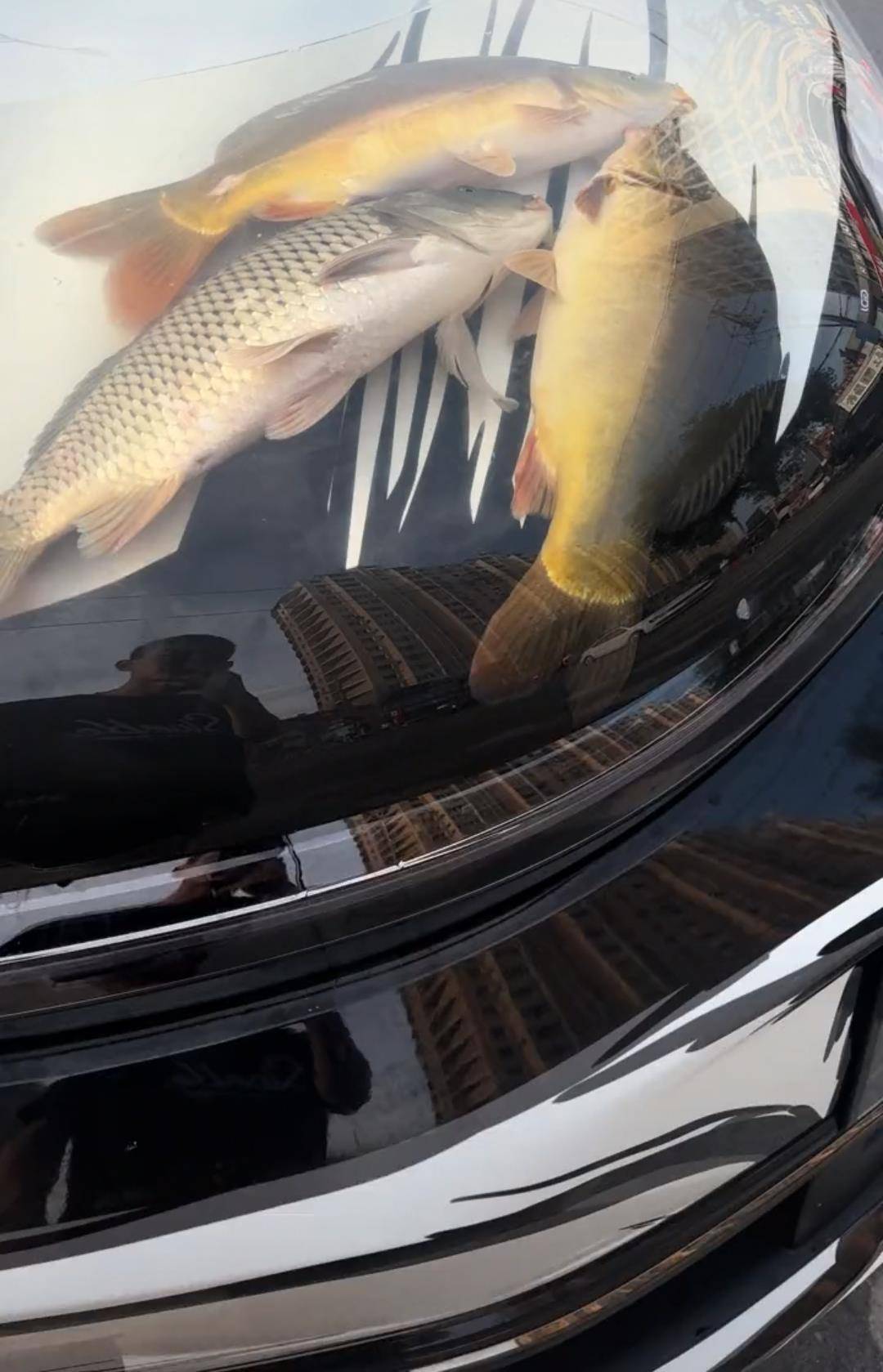 皇冠信用盘押金多少_沈阳一男子在机动车引擎盖贴车衣养鱼皇冠信用盘押金多少，交警：属非法改装，不能上路行驶