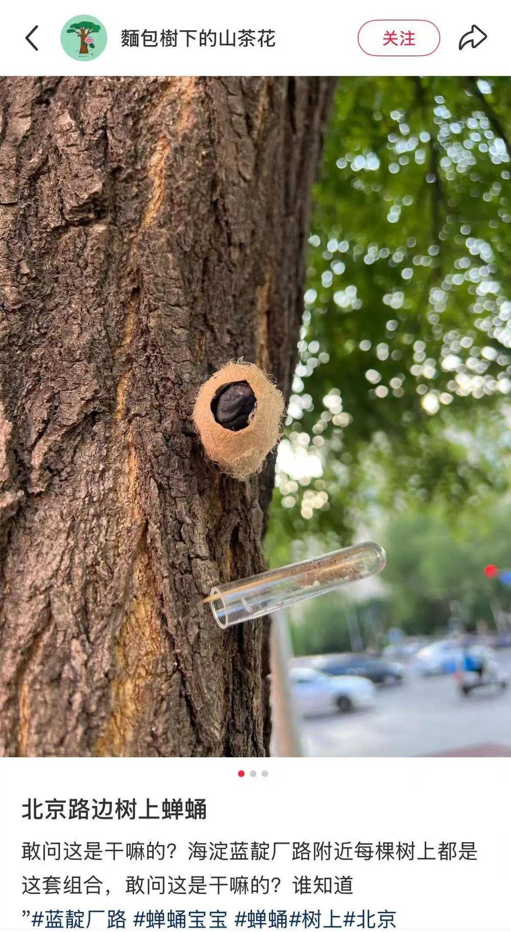 皇冠信用網平台出租_在北京路边看到这种黑色的蛹千万别动 网友：有“编制”