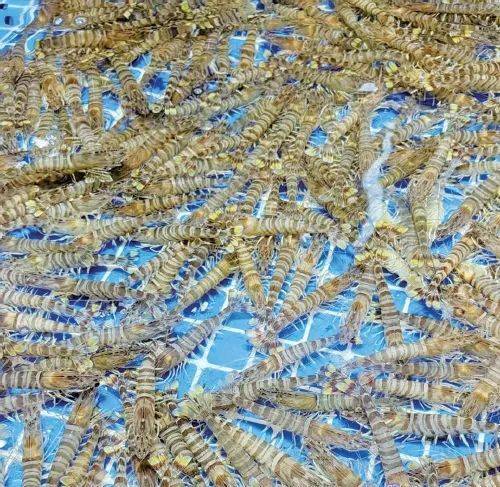 皇冠信用怎么租_价格近乎“腰斩”皇冠信用怎么租！济南这一市场一天卖出上万斤